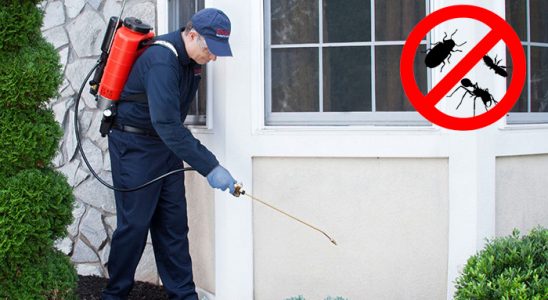 Bodrum Sivrisinek İlaçlama böcek ilaçlama ve haşere kontrolü — ilaclama-tr.com